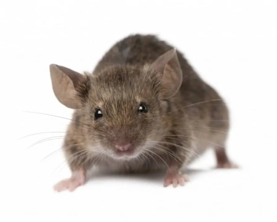 ratto grigio