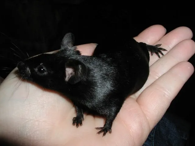 ratto nero