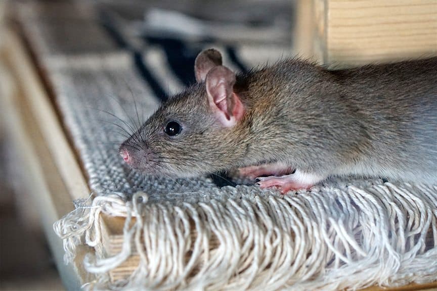 Come eliminare Topi e Ratti dal giardino e dalle aree esterne della casa