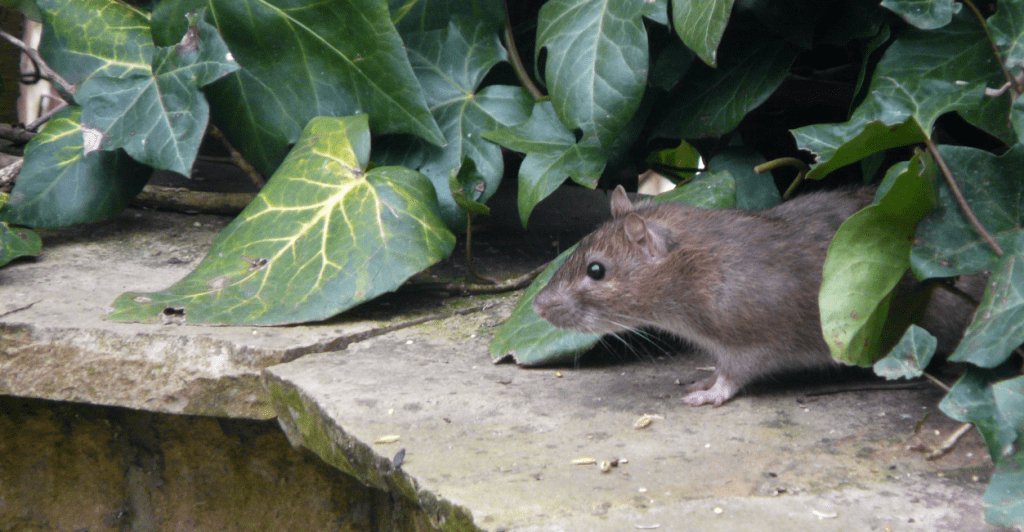 Come Eliminare I Ratti Dal Giardino