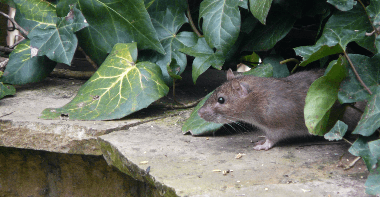 come eliminare i ratti dal giardino