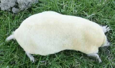 talpa bianca